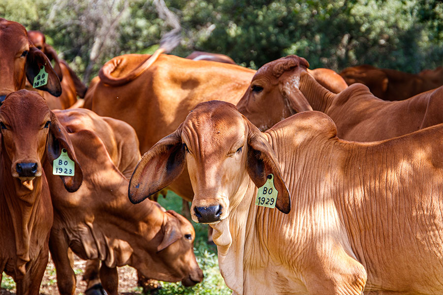 Livestock Conference